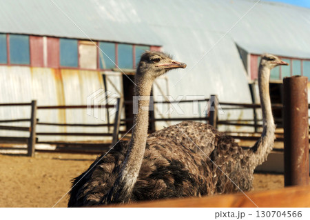 Ostriches observing their surroundings in a farm setting with houses in the background on a clear day Ostriches observing their surroundings in a farm setting with houses in the background on a clear day 130704566