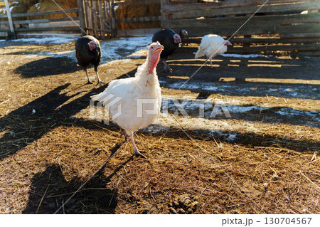White turkey walking in a farmyard under the sun during winter with wooden fences nearby White turkey walking in a farmyard under the sun during winter with wooden fences nearby 130704567