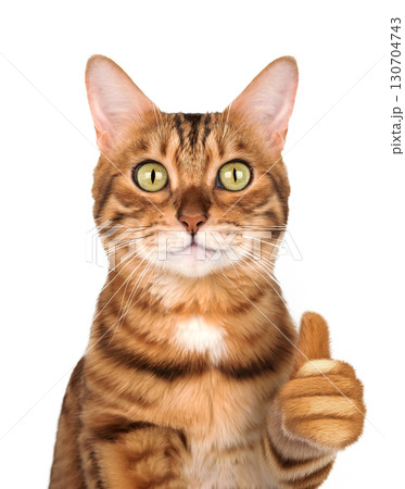 Bengal cat with thumbs up gesture on white background 130704743