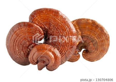 Lingzhi or Reishi mushroom isolated on white background with clipping path. 130704806