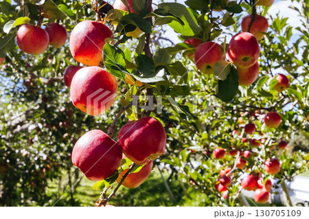 Apple Orchard near Nagano in Japan Apple Orchard near Nagano in Japan 130705109