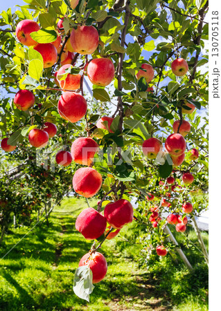Apple Orchard near Nagano in Japan Apple Orchard near Nagano in Japan 130705118