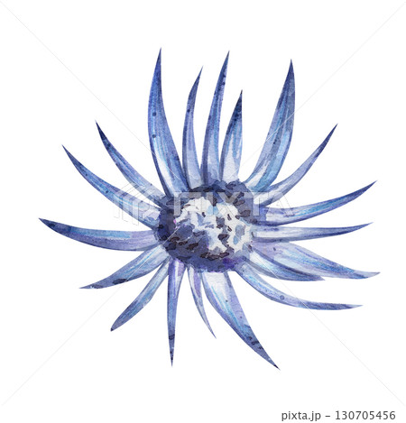 Watercolor illustration of a blue cornflower. Botanical plant drawing isolated on white background for design and printing 130705456