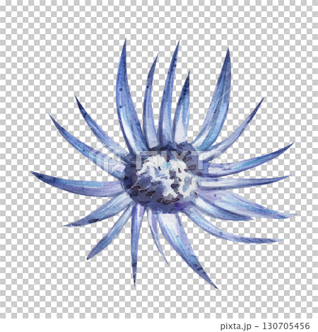 Watercolor illustration of a blue cornflower. Botanical plant drawing isolated on white background for design and printing Watercolor illustration of a blue cornflower. Botanical plant drawing isolated on white background for design and printing 130705456