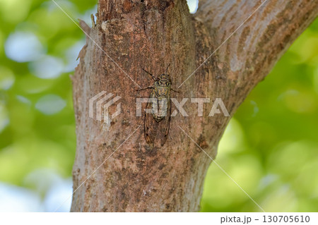 ツクツクボウシ 130705610