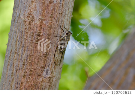 ツクツクボウシ ツクツクボウシ 130705612