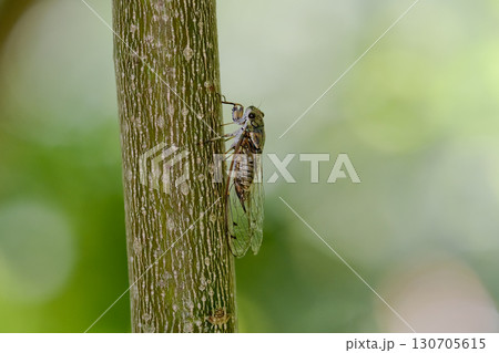 ツクツクボウシ 130705615