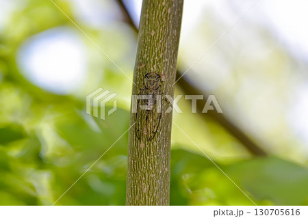 ツクツクボウシ 130705616