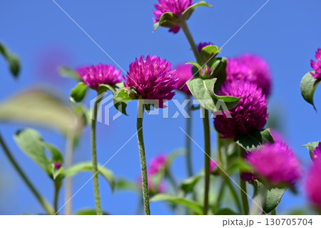 センニチコウ 130705704