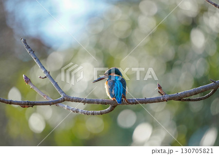 枝にとまるカワセミ 枝にとまるカワセミ 130705821