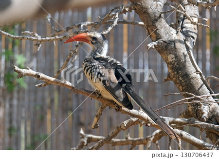Red-billed hornbill (lat.- Tockus erythrorhynchus) 130706437