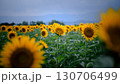 ひまわり畑と空 130706499