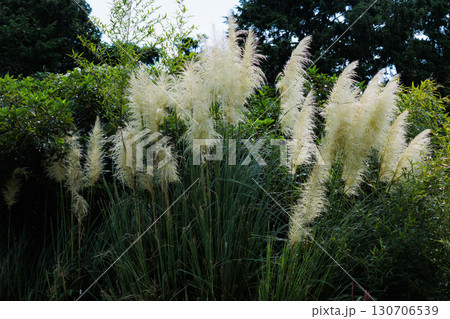 パンパスグラス パンパスグラス 130706539