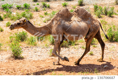 Two-humped camel stands in a dry steppe landscape Two-humped camel stands in a dry steppe landscape 130706687