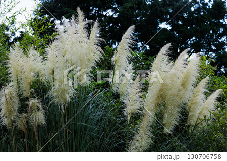 パンパスグラス 130706758