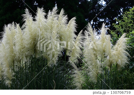 パンパスグラス 130706759