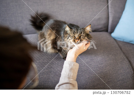 Adorable cat blissfully enjoying face scratching in owner hands. Feline deep relaxation and trust 130706782