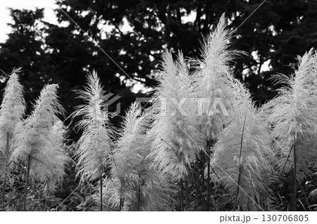 パンパスグラス　モノクローム 130706805