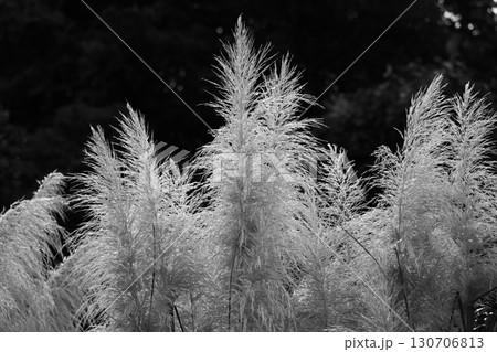 パンパスグラス　モノクローム 130706813