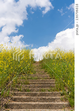 青空へ続く、黄色い菜の花に囲まれた古い石段 青空へ続く、黄色い菜の花に囲まれた古い石段 130706818