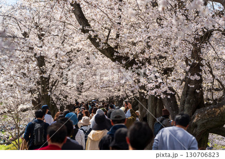 満開の桜が作り出す見事な桜のトンネルと、その下を歩く人々。八幡市、京都府、日本 130706823