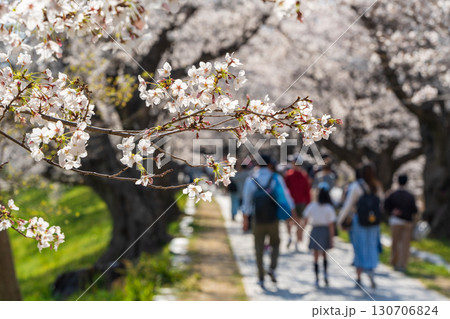満開の桜が作り出す見事な桜のトンネルと、その下を歩く人々。八幡市、京都府、日本 130706824