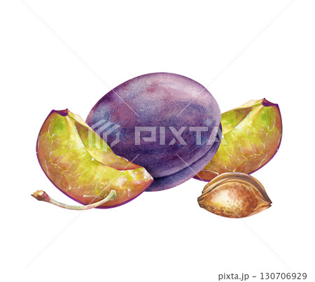 A hand-drawn composition with a whole and pieces of plums, a stone and a branch. The watercolor illustration is isolated on a white background. A botanical template with ripe plums for culinary or A hand-drawn composition with a whole and pieces of plums, a stone and a branch. The watercolor illustration is isolated on a white background. A botanical template with ripe plums for culinary or 130706929