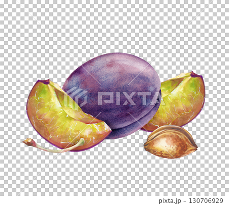 A hand-drawn composition with a whole and pieces of plums, a stone and a branch. The watercolor illustration is isolated on a white background. A botanical template with ripe plums for culinary or 130706929