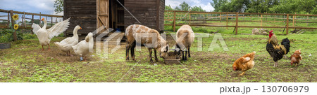 Countryside landscape whis geese, chickens, turkeys graze, sheeps in poultry yard on green grass. Rural organic nature animals farm. Panoramic view, banner. Countryside landscape whis geese, chickens, turkeys graze, sheeps in poultry yard on green grass. Rural organic nature animals farm. Panoramic view, banner. 130706979