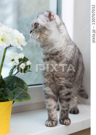 Scottish breed cat sniffs a white flower on windowsill 130707032