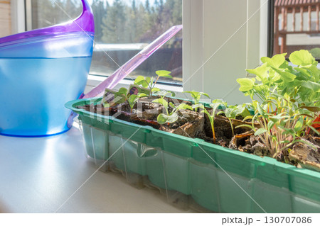 Young seedlings in peat pots with watering can on windowsill in morning sun. Natural blurred background, selective focus 130707086