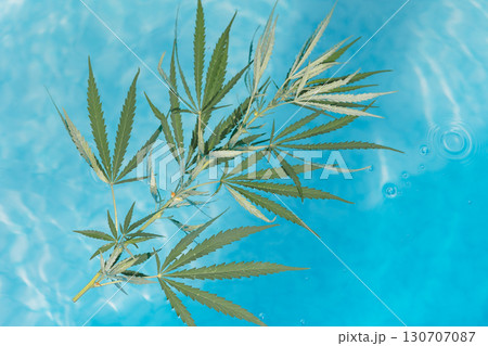 Green branch cannabis with five fingers leaves on blue water surface of pool, top view. Marijuana for legalization medical hemp. Natural organic product. High quality photo 130707087