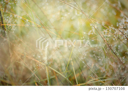 Dry spikelets of grass with dew drops and sun rays on natural blurry background. Beautiful natural landscape in autumn outdoors. Fog with tender bokeh. Close-up, copy space. High quality photo 130707108