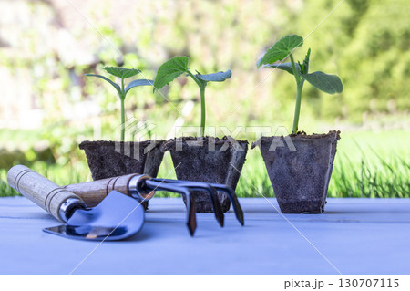 Young seedlings in peat pots with gardening tools on a white wooden table. Natural blurred background of green grass, selective focus Young seedlings in peat pots with gardening tools on a white wooden table. Natural blurred background of green grass, selective focus 130707115