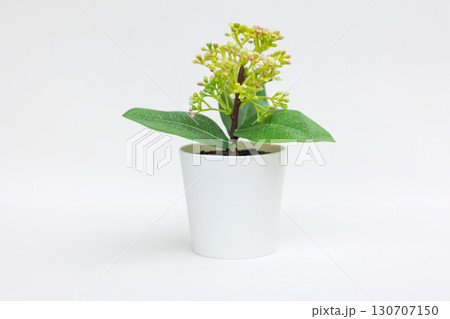 Natural green plant and flower, Fejka in white flowerpot isolated on white background. High quality photo Natural green plant and flower, Fejka in white flowerpot isolated on white background. High quality photo 130707150
