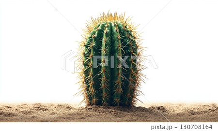 A solitary cactus stands tall in the arid desert, its spiky defense a testament to survival in harsh conditions. Against a bright background. 130708164