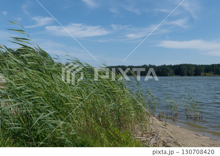 Lakeside Scene with Reeds Swaying in the Wind 130708420