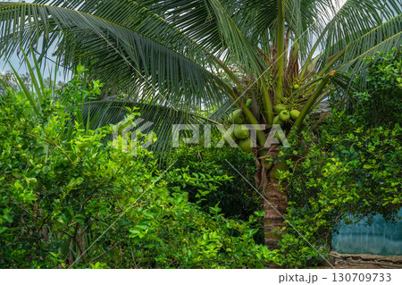 Close-up of The green ripe coconut fruit on the coconut tree of the palm tree as a fresh young coconut in the backyard in Thailand Close-up of The green ripe coconut fruit on the coconut tree of the palm tree as a fresh young coconut in the backyard in Thailand 130709733