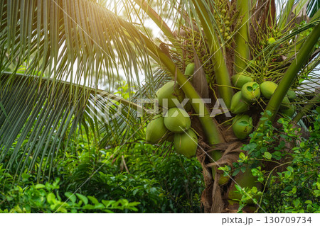 Close-up of The green ripe coconut fruit on the coconut tree of the palm tree as a fresh young coconut in the backyard in Thailand Close-up of The green ripe coconut fruit on the coconut tree of the palm tree as a fresh young coconut in the backyard in Thailand 130709734