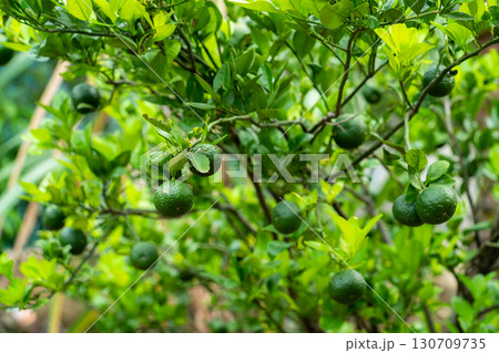 Close up of green lemons grow on the lemon tree in a garden background harvest citrus fruit thailand. Close up of green lemons grow on the lemon tree in a garden background harvest citrus fruit thailand. 130709735