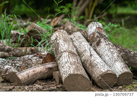 log with a pile of chopped wood use in fire place at home stored on forest woods green biomass energy in the forest. 130709737