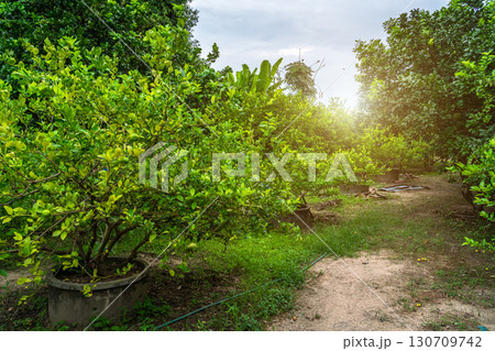 Green lemons tree growth on the cement pond in a garden citrus fruit thailand. Green lemons tree growth on the cement pond in a garden citrus fruit thailand. 130709742