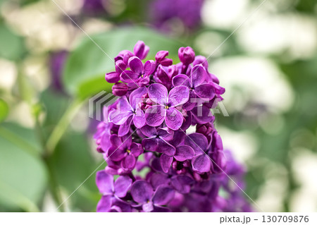 Purple lilac blossoms with a soft green and white bokeh background Purple lilac blossoms with a soft green and white bokeh background 130709876