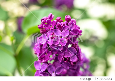 Vibrant purple lilac flowers blooming among lush green foliage in sunlight 130709883