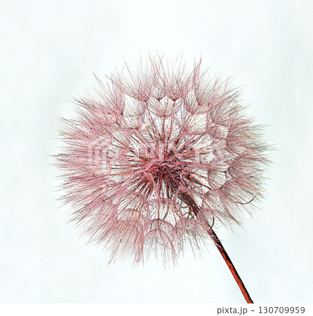 Close-up image of a delicate pink dandelion seed head on white background 130709959