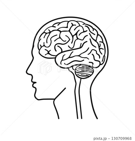 Human brain illustration showing anatomy in a minimalistic line-art style 130709968