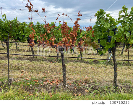 Dried Grapevine Bush Caused by Improper Care or Damaged by Disease. 130710233