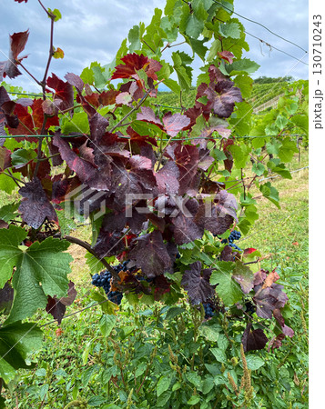Grape leaves that have changed color, vineyard disease. 130710243