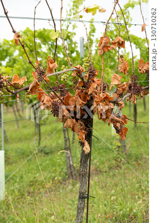 Withered Dried Grape Vine, Bad Care or Damaged by Disease. 130710262