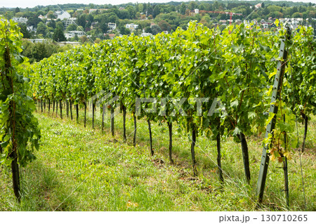 Idyllic Vineyard Panorama with Grapevines and Ripe Harvest Idyllic Vineyard Panorama with Grapevines and Ripe Harvest 130710265